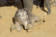 Der Zoo Hannover präsentiert sein Elefantenjunges