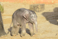 Der Zoo Hannover präsentiert sein Elefantenjunges