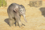 Der Zoo Hannover präsentiert sein Elefantenjunges