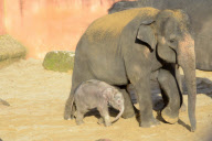 Der Zoo Hannover präsentiert sein Elefantenjunges