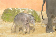 Der Zoo Hannover präsentiert sein Elefantenjunges