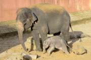 Der Zoo Hannover präsentiert sein Elefantenjunges