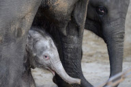 Der Zoo Hannover präsentiert sein Elefantenjunges