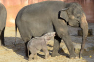 Der Zoo Hannover präsentiert sein Elefantenjunges
