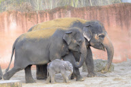 Der Zoo Hannover präsentiert sein Elefantenjunges
