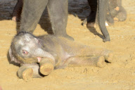 Der Zoo Hannover präsentiert sein Elefantenjunges