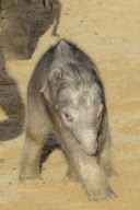 Der Zoo Hannover präsentiert sein Elefantenjunges
