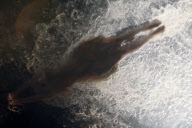 FUERZABRUTA BACK AT THE ROUNDHOUSE!