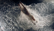 FUERZABRUTA BACK AT THE ROUNDHOUSE!