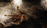 FUERZABRUTA BACK AT THE ROUNDHOUSE!