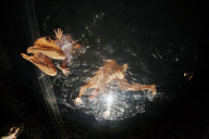 FUERZABRUTA BACK AT THE ROUNDHOUSE!