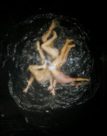 FUERZABRUTA BACK AT THE ROUNDHOUSE!