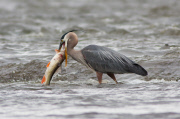 Grey heron swallowing a huge fish, Quebec, Canada - Nov 2012