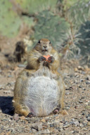 Black-tailed Prairie Dog, Arizona - 2012
