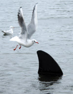 Fake shark fin installed in Canoe Lake by prankster, Southsea, Hampshire, Britain - 03 Jan 2013