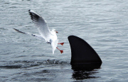 Fake shark fin installed in Canoe Lake by prankster, Southsea, Hampshire, Britain - 03 Jan 2013
