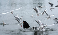 Fake shark fin installed in Canoe Lake by prankster, Southsea, Hampshire, Britain - 03 Jan 2013