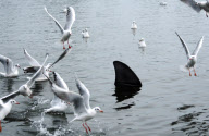 Fake shark fin installed in Canoe Lake by prankster, Southsea, Hampshire, Britain - 03 Jan 2013