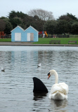 Fake shark fin installed in Canoe Lake by prankster, Southsea, Hampshire, Britain - 03 Jan 2013