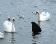 Fake shark fin installed in Canoe Lake by prankster, Southsea, Hampshire, Britain - 03 Jan 2013