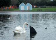 Fake shark fin installed in Canoe Lake by prankster, Southsea, Hampshire, Britain - 03 Jan 2013