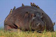 Hippopotamus asleep with oxpeckers on its back, Botswana