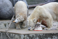 Eisbärin Anori feiert Geburtstag