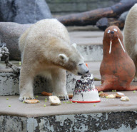 Eisbärin Anori feiert Geburtstag