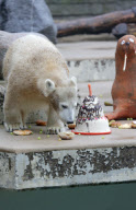Eisbärin Anori feiert Geburtstag