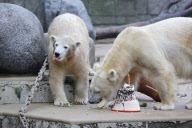 Eisbärin Anori feiert Geburtstag