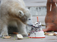 Eisbärin Anori feiert Geburtstag