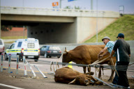 Cows survive crash on the N1 Highway in Pretoria, South Africa - 06 Jan 2013