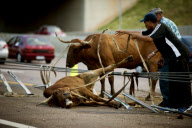 Cows survive crash on the N1 Highway in Pretoria, South Africa - 06 Jan 2013