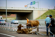 Cows survive crash on the N1 Highway in Pretoria, South Africa - 06 Jan 2013