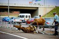 Cows survive crash on the N1 Highway in Pretoria, South Africa - 06 Jan 2013