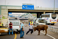 Cows survive crash on the N1 Highway in Pretoria, South Africa - 06 Jan 2013