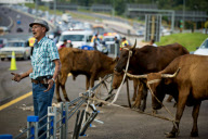Cows survive crash on the N1 Highway in Pretoria, South Africa - 06 Jan 2013