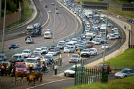 Cows survive crash on the N1 Highway in Pretoria, South Africa - 06 Jan 2013