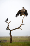 White-tailed sea eagles in Hungary - Dec 2012