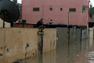 Snow and rain hit Palestinian Territories