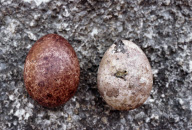 VARIOUS