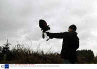 Prey and Falconry in Perthshire, Scotland, Britain - Apr 2011