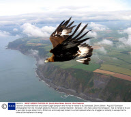 Falconer Jonathan Marshall and Golden Eagle Sampson who he has re-trained to fly, Barnstaple, Devon, Britain - Aug 2007