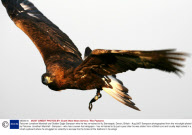 Falconer Jonathan Marshall and Golden Eagle Sampson who he has re-trained to fly, Barnstaple, Devon, Britain - Aug 2007