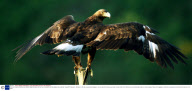 Falconer Jonathan Marshall and Golden Eagle Sampson who he has re-trained to fly, Barnstaple, Devon, Britain - Aug 2007