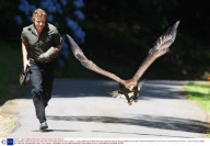 Evie the White Tailed Fish Eagle Who Plays with a Tennis Ball, Dartmoor, Devon, Britain  - 04 Aug 2008