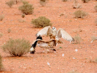 King Sheikh Hamad Bin Issa Al Khalifa during a falcon hunting - Morocco