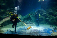 January deep clean at the London Aquarium, Britain - 09 Jan 2013