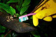 January deep clean at the London Aquarium, Britain - 09 Jan 2013