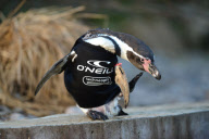 Surf firm creates new wetsuit for bald penguin Ralph, Marwell Wildlife, Winchester, Hampshire, Britain - 11 Jan 2013